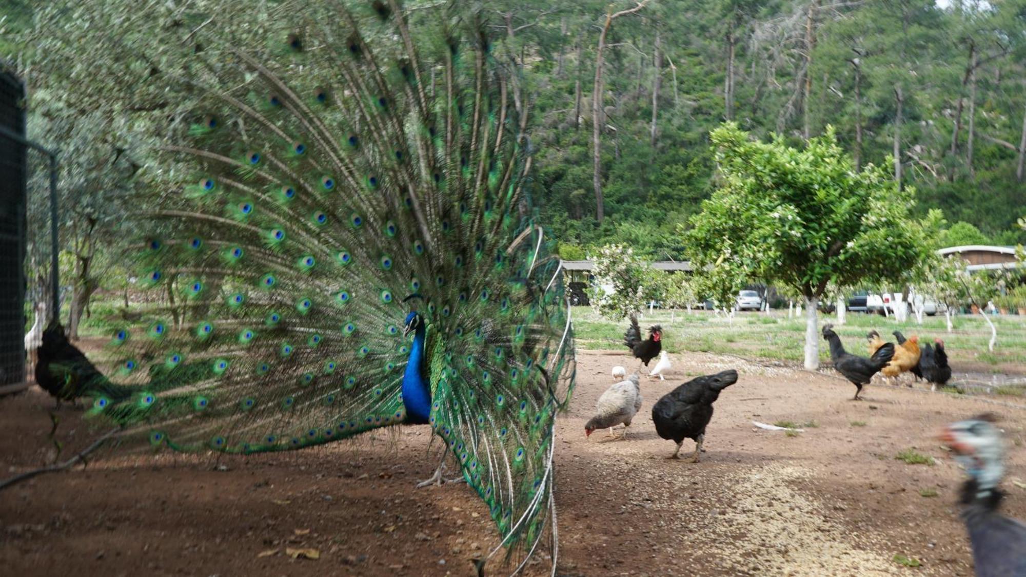 Doga Ciftlik Konaklama Marmaris Zewnętrze zdjęcie